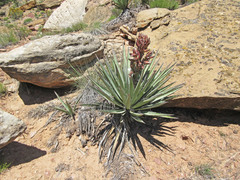 Yucca baccata baccata