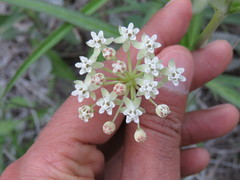 Asclepias woodsoniana