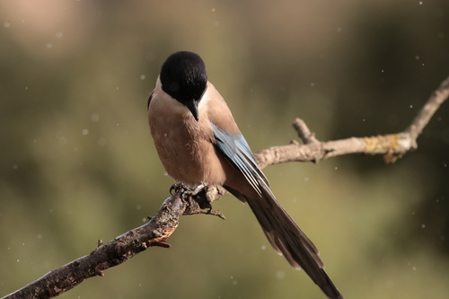 Iberian Magpie