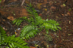 Chamaedorea stenocarpa