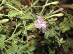 Ruellia paniculata