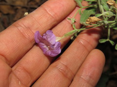 Ruellia paniculata