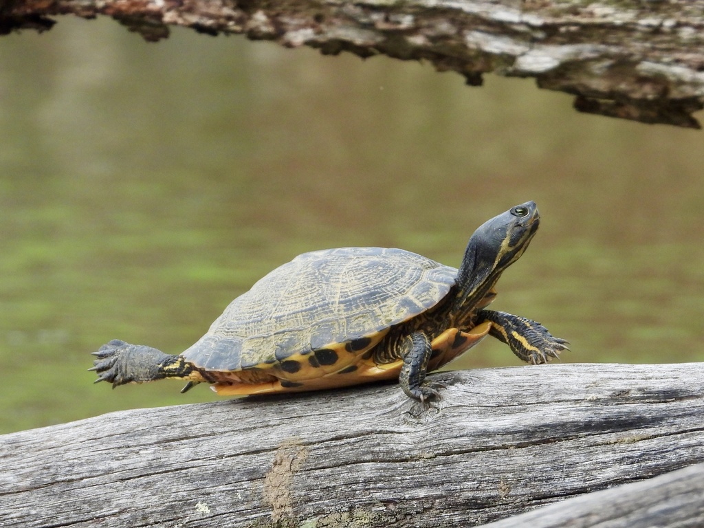 Cumberland Slider from Steele Creek Park Lake, Bristol, TN, US on March ...