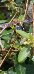 Image of Colletes thoracicus