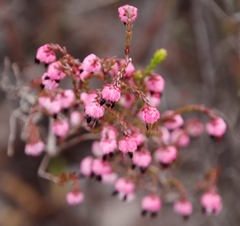 Erica spumosa