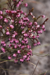 Erica spumosa