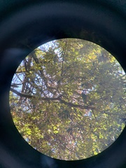 Chrysolepis