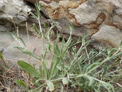 Eriogonum angulosum