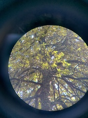 Chrysolepis