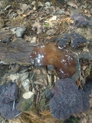 Ganoderma carnosum