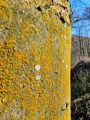 Trentepohlia
