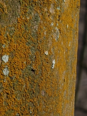 Trentepohlia