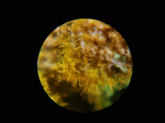 Trentepohlia