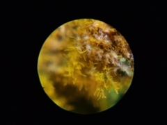 Trentepohlia
