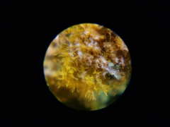 Trentepohlia