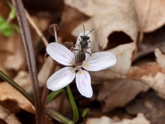 Andrena erigeniae