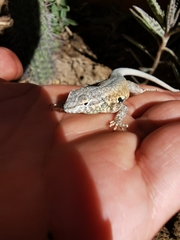 Uta stansburiana
