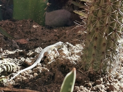 Uta stansburiana