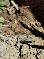 Uta stansburiana