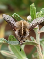 Bombylius analis