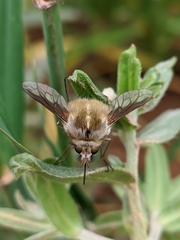 Bombylius analis