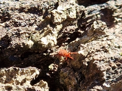 Allothrombium