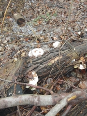 Trametes gibbosa