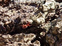 Allothrombium