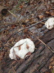 Trametes gibbosa