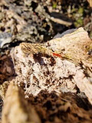 Allothrombium