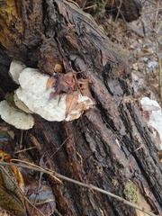 Trametes gibbosa
