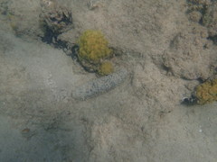 Holothuria mexicana