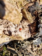 Allothrombium