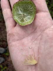 Amphibolips quercuscinerea