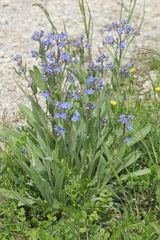 Cynoglottis barrelieri