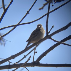 Passer domesticus