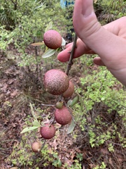 Amphibolips quercuscinerea