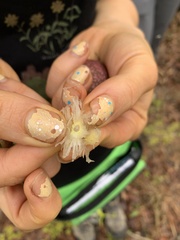 Amphibolips quercuscinerea