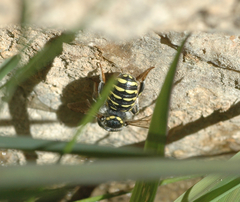 Anthidium maculifrons