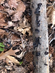 Fungi