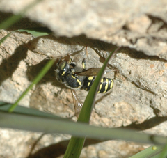 Anthidium maculifrons