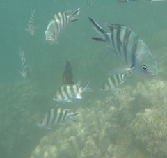 Abudefduf sexfasciatus