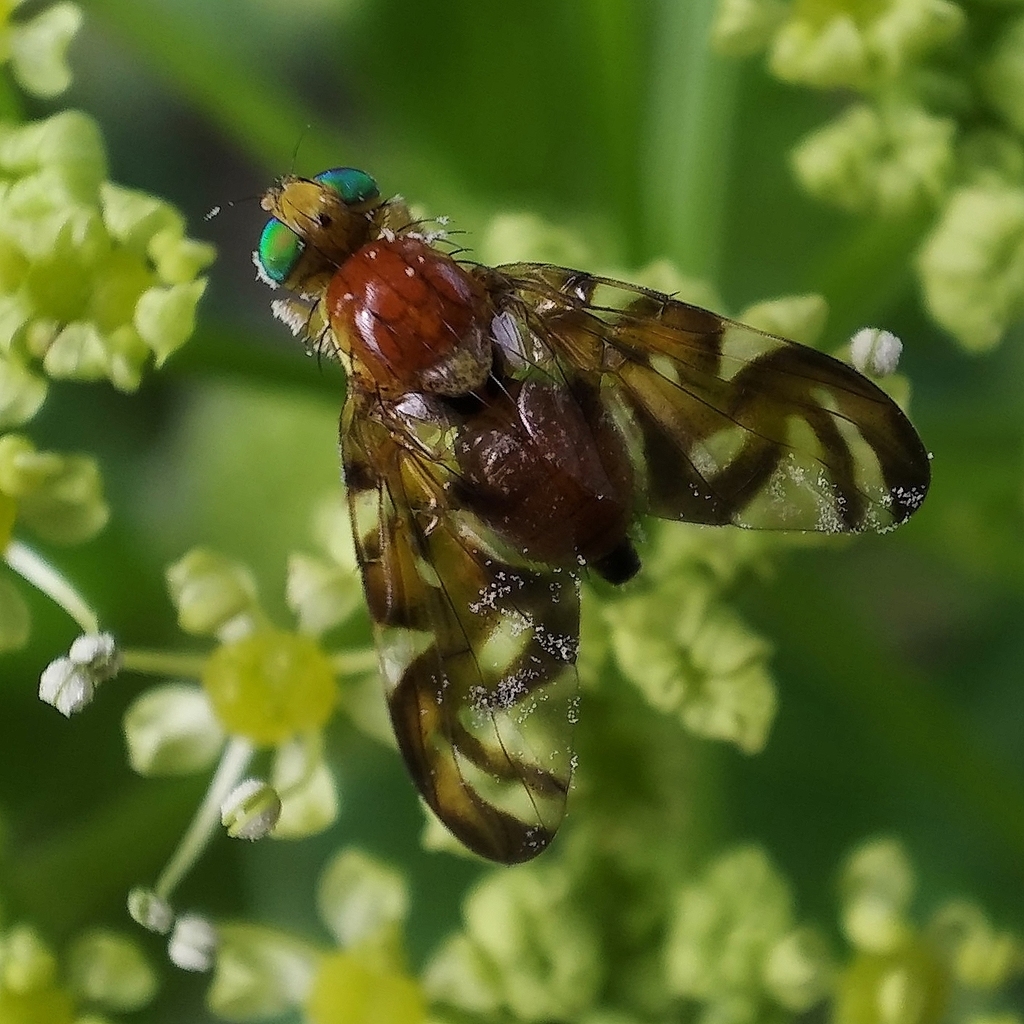 Celery Fly from Benfica, Lisboa, Portugal on March 19, 2022 at 0342 PM