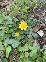 Ficaria verna