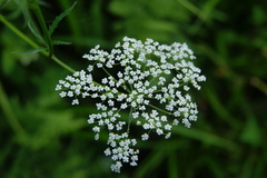 Sium latifolium