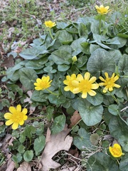 Ficaria verna