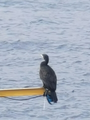 Phalacrocorax carbo