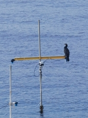 Phalacrocorax carbo
