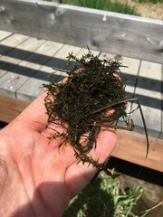 Fontinalis hypnoides