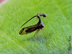Bocydium globulare